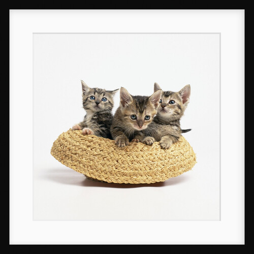 Kittens in Straw Hat by Anonymous