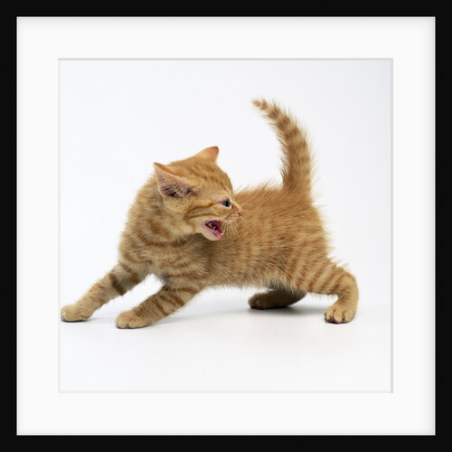 Angry Kitty by Anonymous