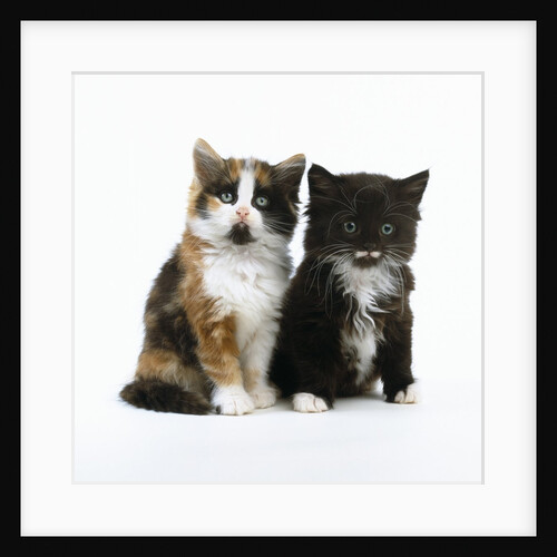 Long-Haired Kittens by Anonymous