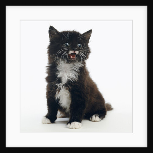 Mewing Kitten by Anonymous