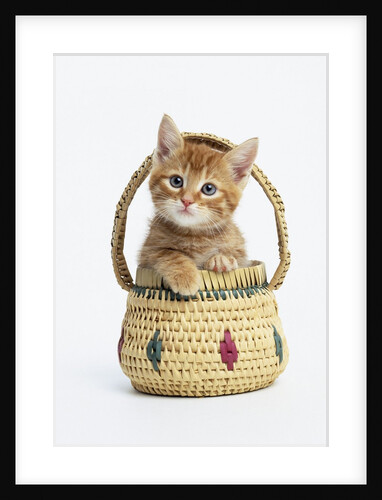 Orange Tabby Kitten in Basket by Anonymous