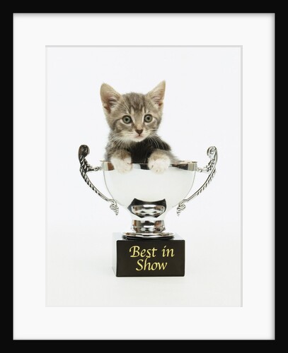 Kitten in Trophy by Anonymous