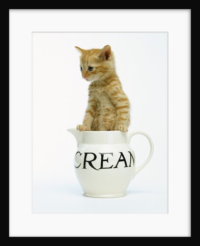 Orange Tabby in Creamer by Anonymous