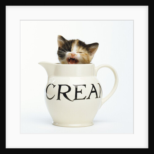 Kitten in a Creamer by Anonymous
