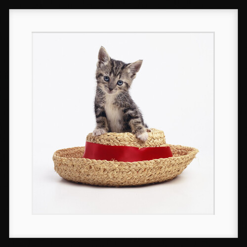 Kitten on Straw Hat by Anonymous