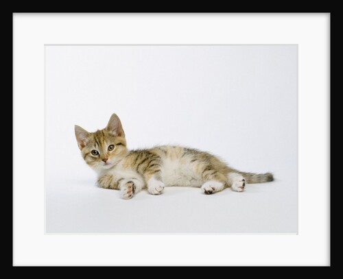Relaxed Kitten by Anonymous