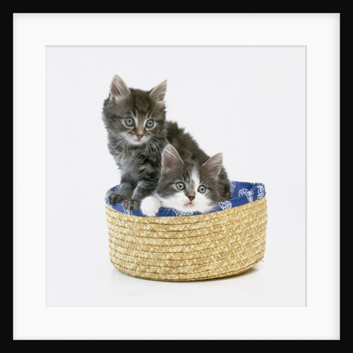 Kittens in Sewing Basket by Anonymous