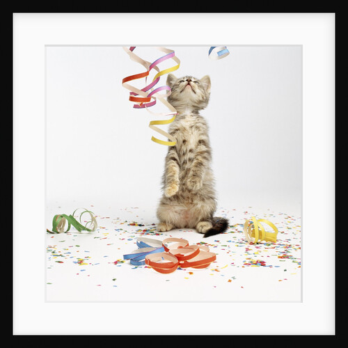 Kitten at Party by Anonymous