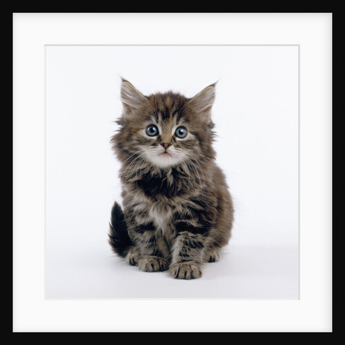 Tabby Kitten by Anonymous