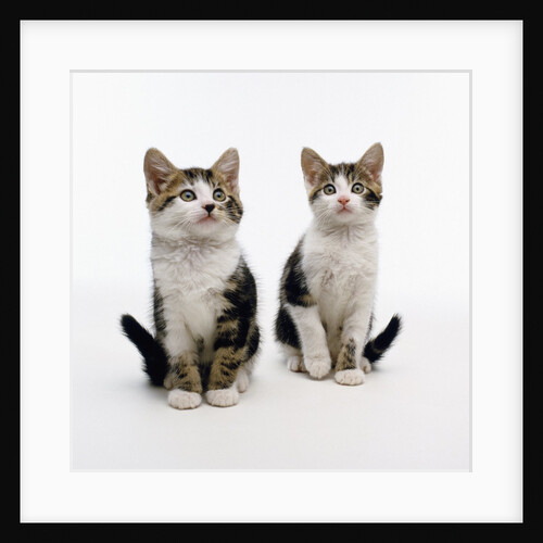 Pair of Kittens by Anonymous
