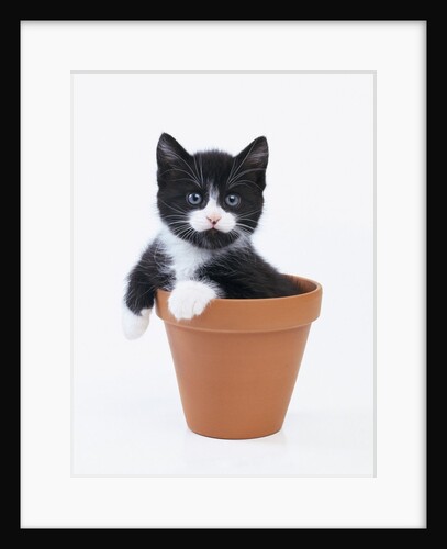Kitten in Flower Pot by Anonymous