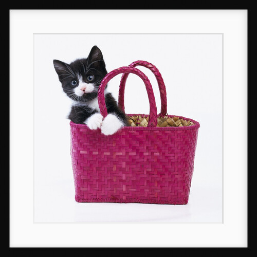 Kitten in Basket by Anonymous