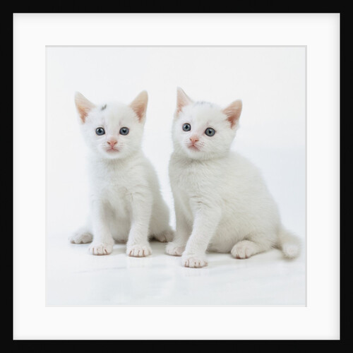 White Kittens by Anonymous