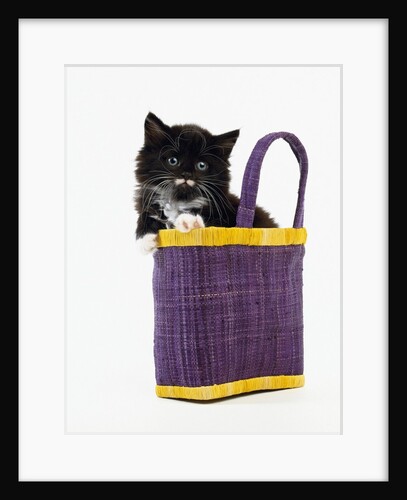 Kitten in a Tote Bag by Anonymous