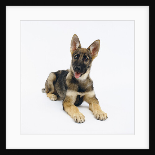 German Shepherd Puppy by Anonymous