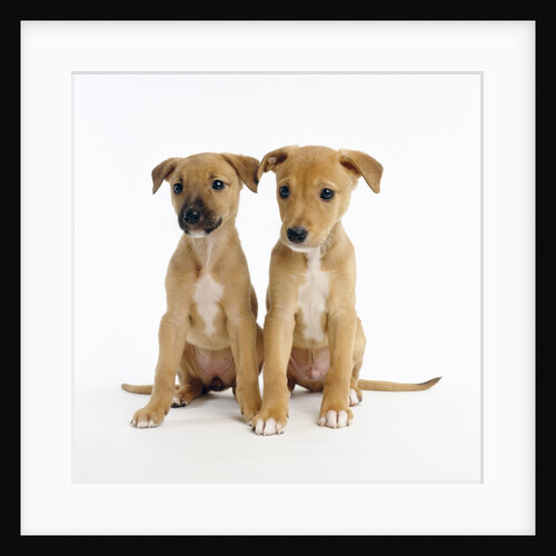 Puppies by Anonymous