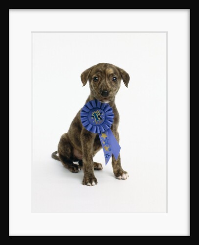 Pit Bull Puppy with 1st Place Ribbon by Anonymous