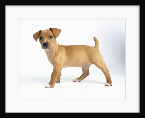 Curious Tan Terrier Puppy by Anonymous