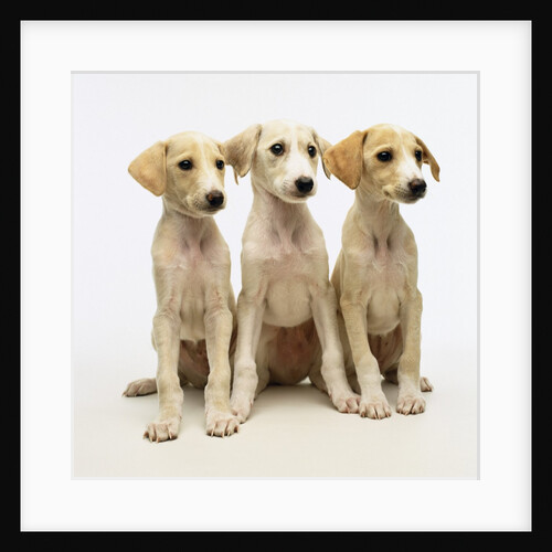 Whippet-Lurcher Cross Breeds by Anonymous