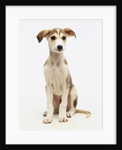 Whippet-Lurcher Cross Breed by Anonymous