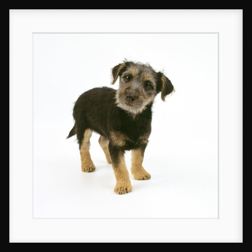 Mixed Terrier Puppy by Anonymous