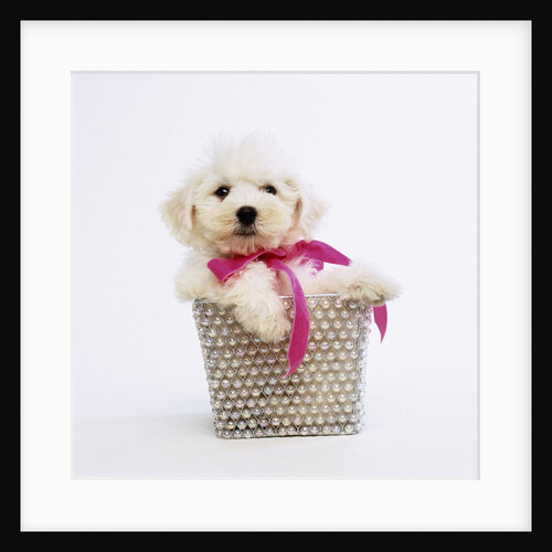 Bichon Frise Puppy by Anonymous
