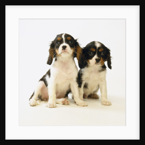 Cavalier King Charles Spaniel Puppies by Anonymous