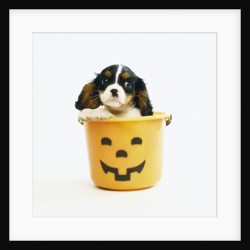 Cavalier King Charles Spaniel Puppy by Anonymous