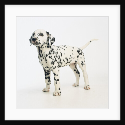 Dalmatian Puppy by Anonymous