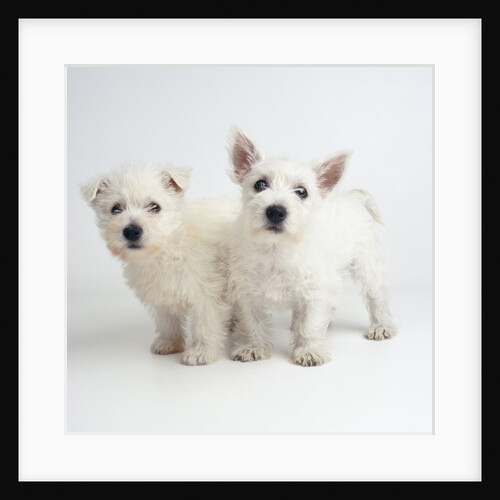 West Highland White Terrier Puppies by Anonymous
