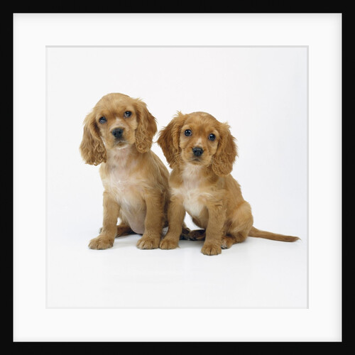 Cocker Spaniel Puppies by Anonymous