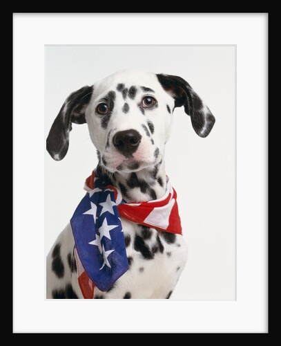 Dalmatian Wearing Bandanna by Anonymous