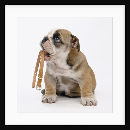 Bulldog Holding Collar by Anonymous