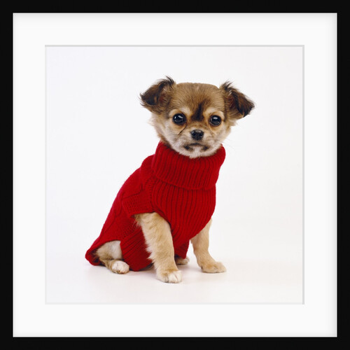 Puppy in Sweater by Anonymous