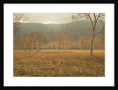 View of gum trees in Australian outback by Anonymous