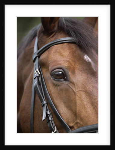 Bay Horse in Bridle by Anonymous