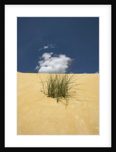 View of plants growing in sand dune by Anonymous