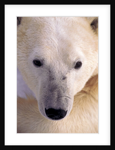 Polar bear by Anonymous