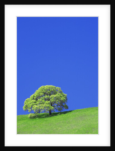 Tree and Meadow by Anonymous