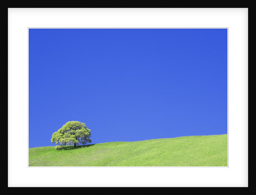 Tree and Hill by Anonymous
