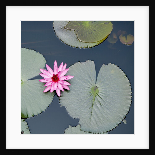 Water Lily on Hoan Kiem Lake, Hanoi, Vietnam by Anonymous
