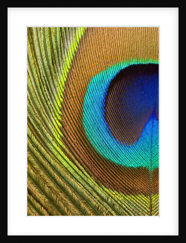 Peacock Feather by Anonymous