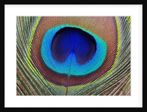 Peacock Feather by Anonymous