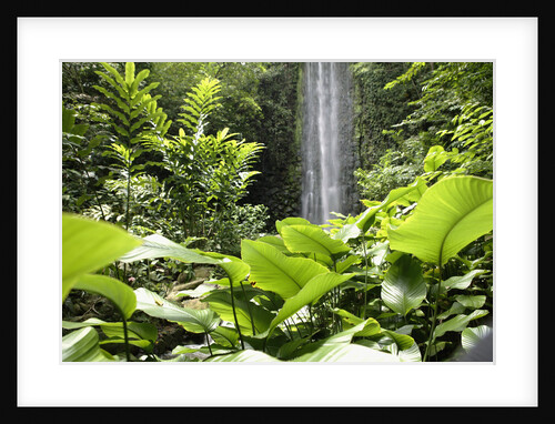 Waterfall in Rain Forest, Jurong Bird Park, Singapore by Anonymous