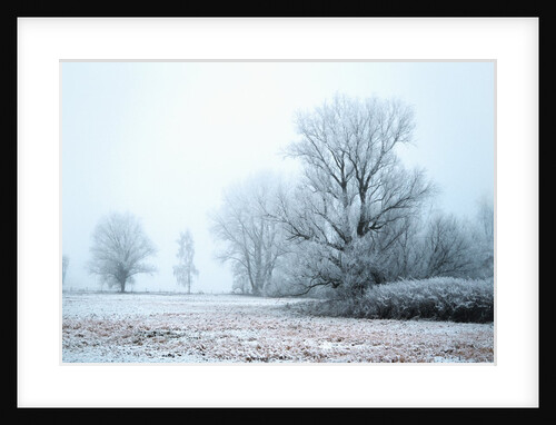 A meadow in winter by Anonymous
