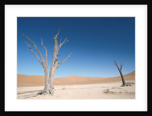 View of two dead trees in a desert by Anonymous