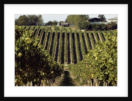 A vineyard in a rural setting by Anonymous
