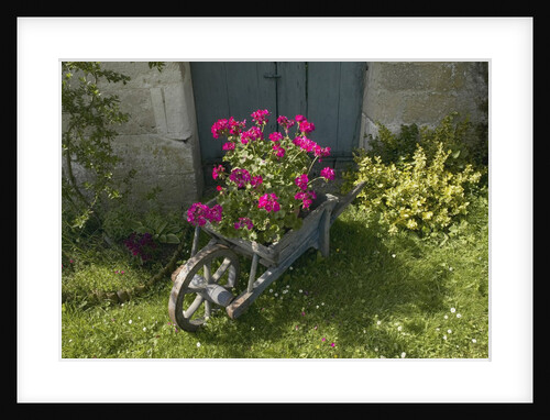 Pink Geraniums in a wheelbarrow by Anonymous