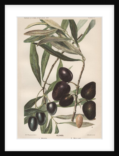 Lithograph of Olives by D.G. Passmore