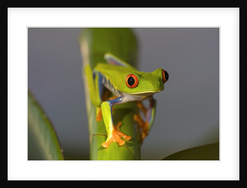 Red-Eyed Leaf Frog by Anonymous